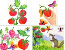 Special Tomato Note Cards: Set of 4